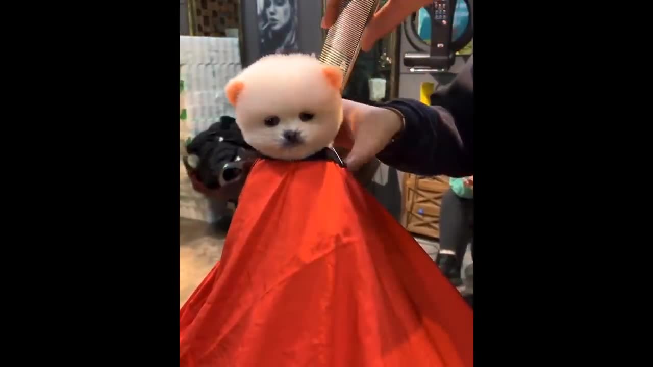 Funny and Cute Dog Pomeranian