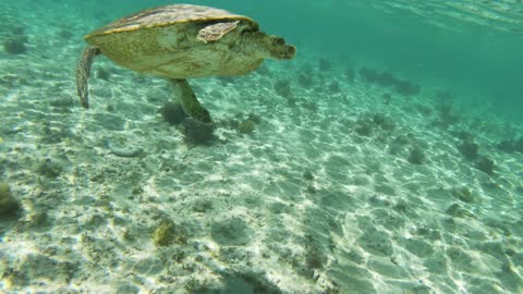 Cute beach turtle swimming toward the land