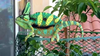 Veiled Chameleon as flat as a pancake