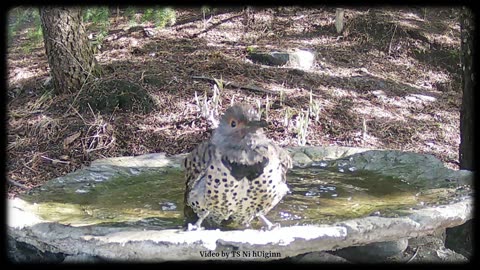 Flicker and Friends in the bath