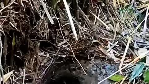 This is a beautiful and charming water-dwelling species