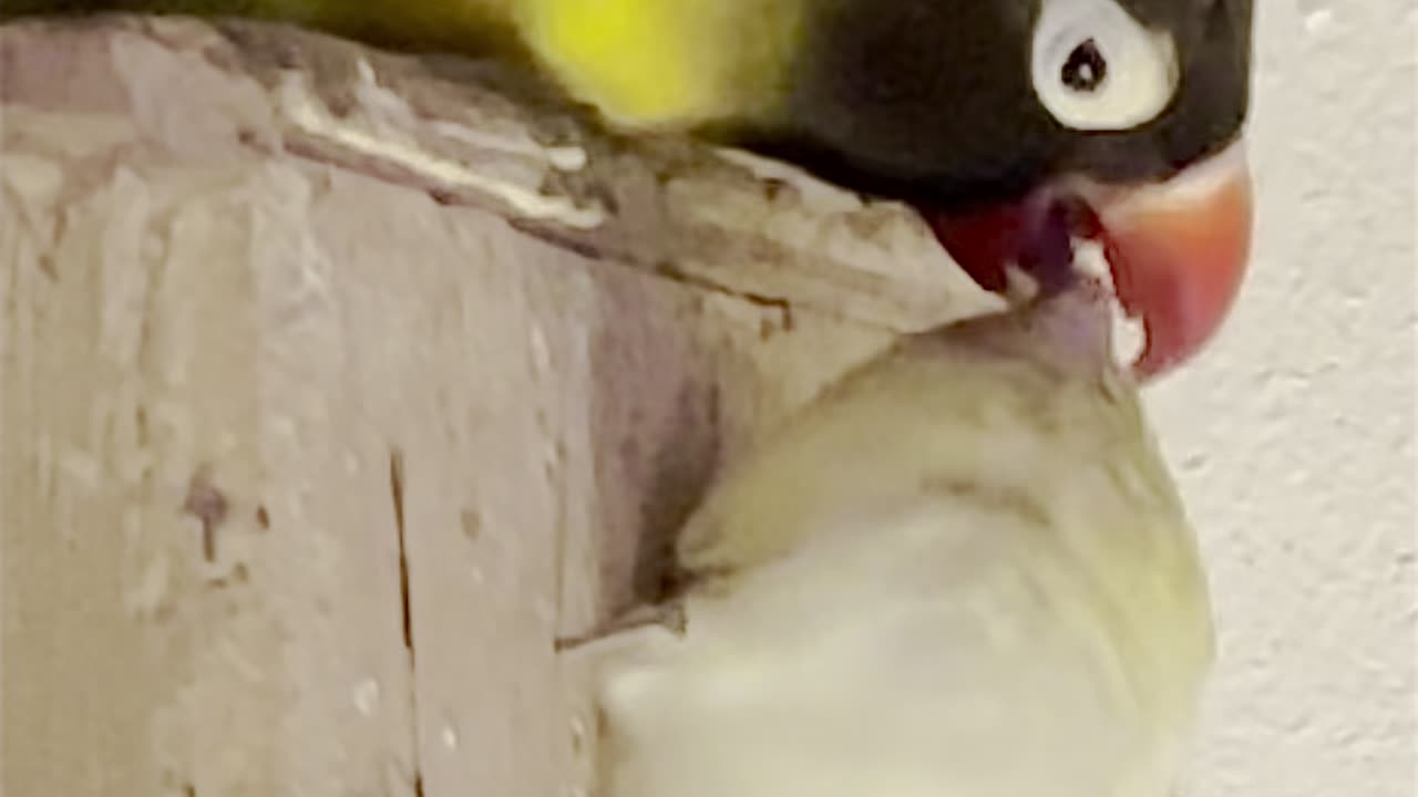 Lovebird male feeding female budgie - aviary birds breeding