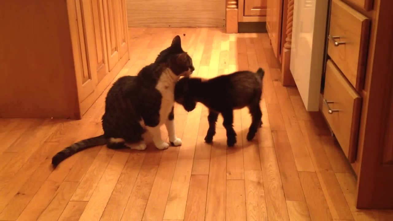 Baby Goat Tries to Headbutt Cat