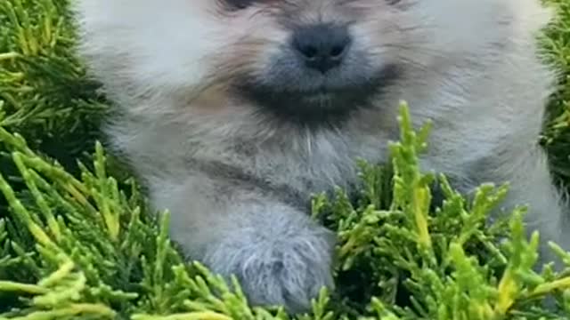 Funny Dog Videos Compilation 2022