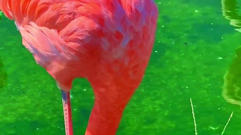 Salute the great Flamingo