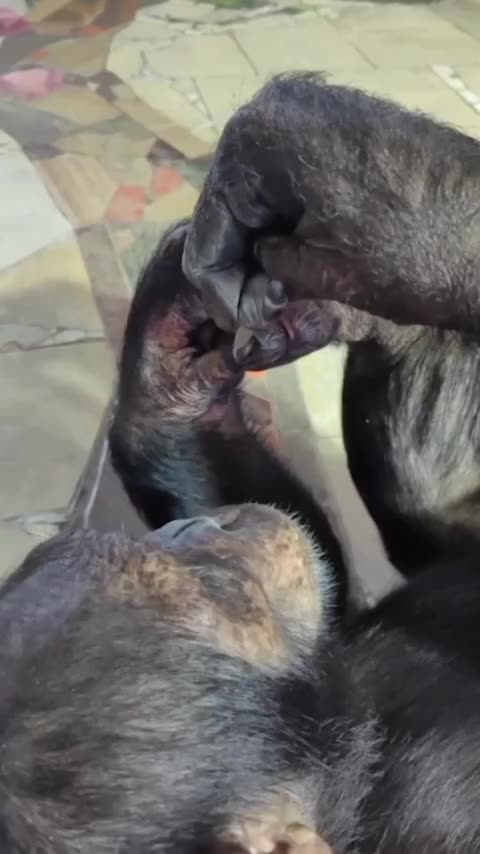 Making yourself presentable for the zoo visitors