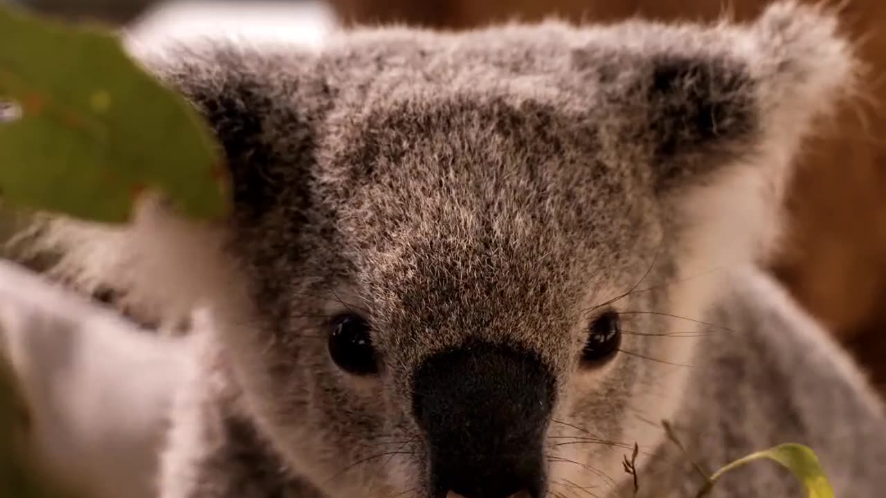 Cute koala 🐨 eating leaves