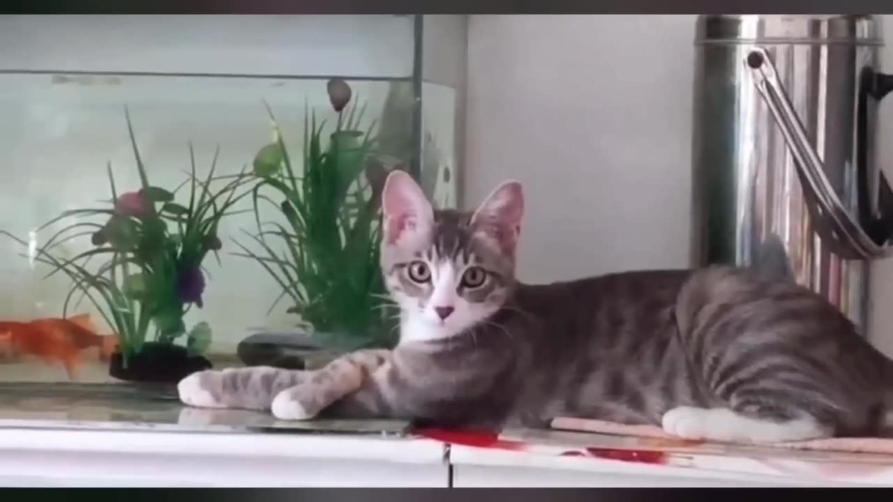 Funny Animal part 2