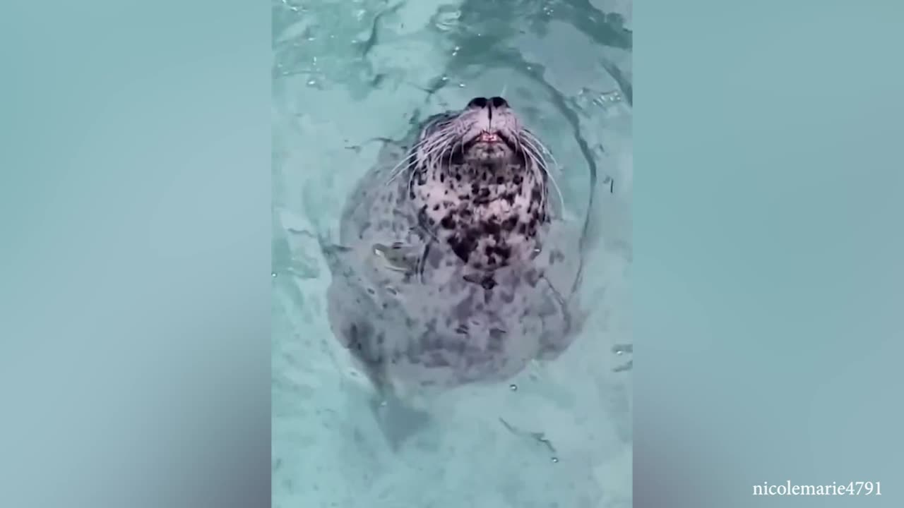 Funny Animals 2023 That Will Definitely Brighten Your DayFunniest Animals
