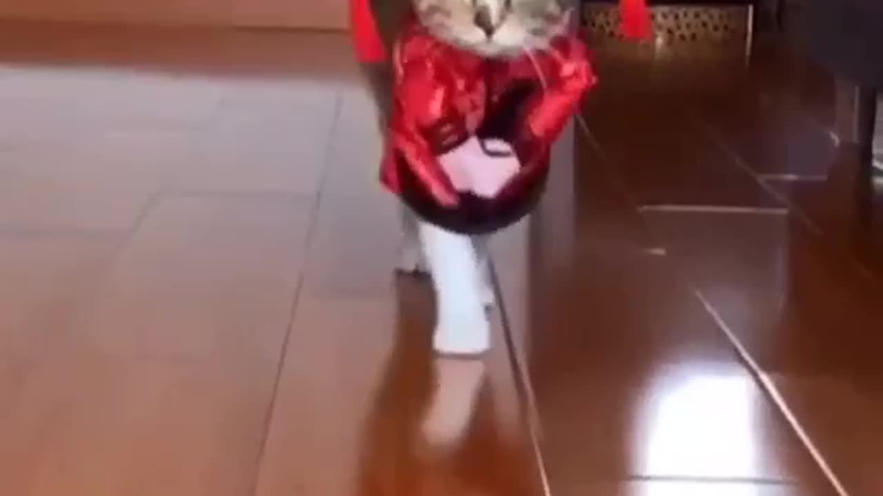 Cat's funny walking style