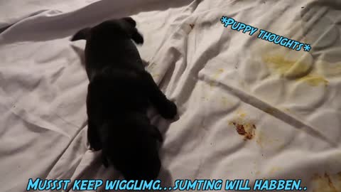 3 Day Old Puppies Learn To Walk...