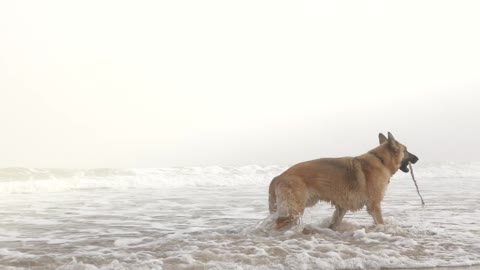 A dog playing with the sea