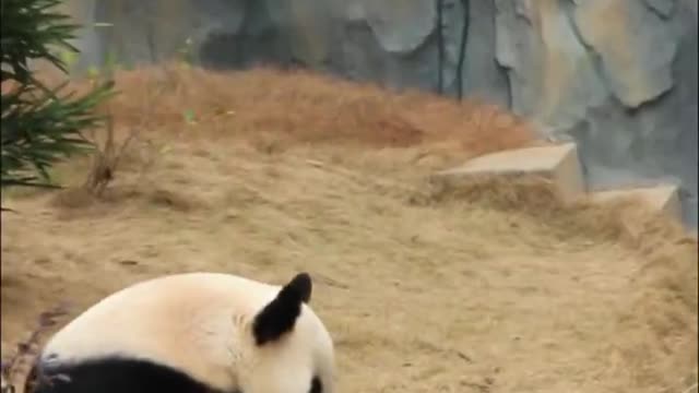 The giant panda