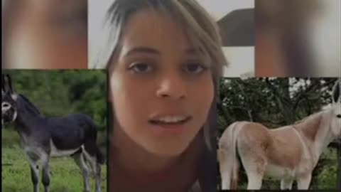 DOG PILL - O IMPERATIVO BESTIAL FEMININO