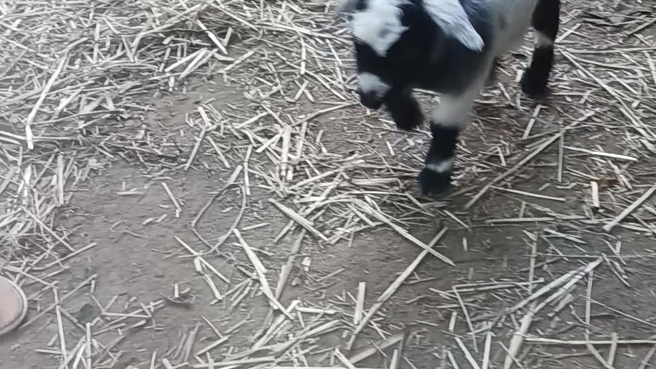 Baby goat playing