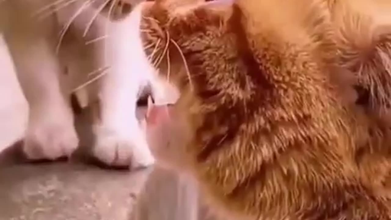 Funniest animals 2023 🐱In tiktok 😂 Funny and Fails Pets Video #11