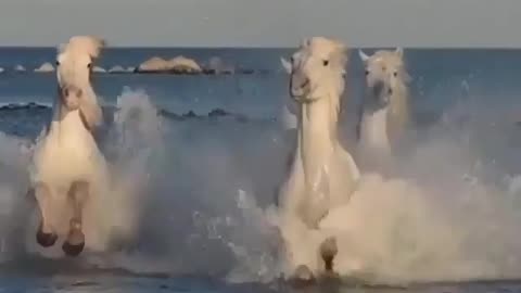 Horses galloping in the sea