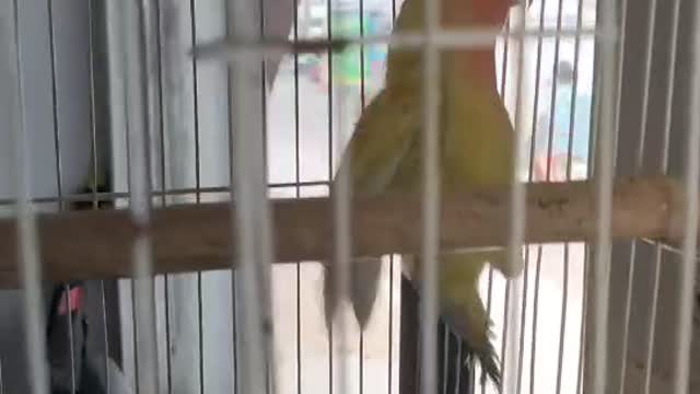 yellow parrot