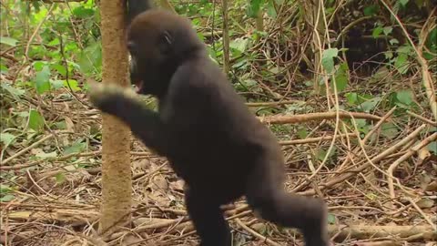 Gorilla