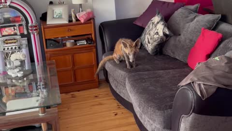 Cat is Unsure About Wild Fox That Invited Itself Inside