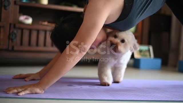 Middle-aged woman doing yoga at home while disturbing her dog.