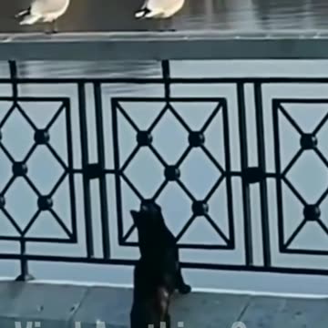 funny video🤣__brids🕊 outsmart's cat🐈 #shorts #funny 2023