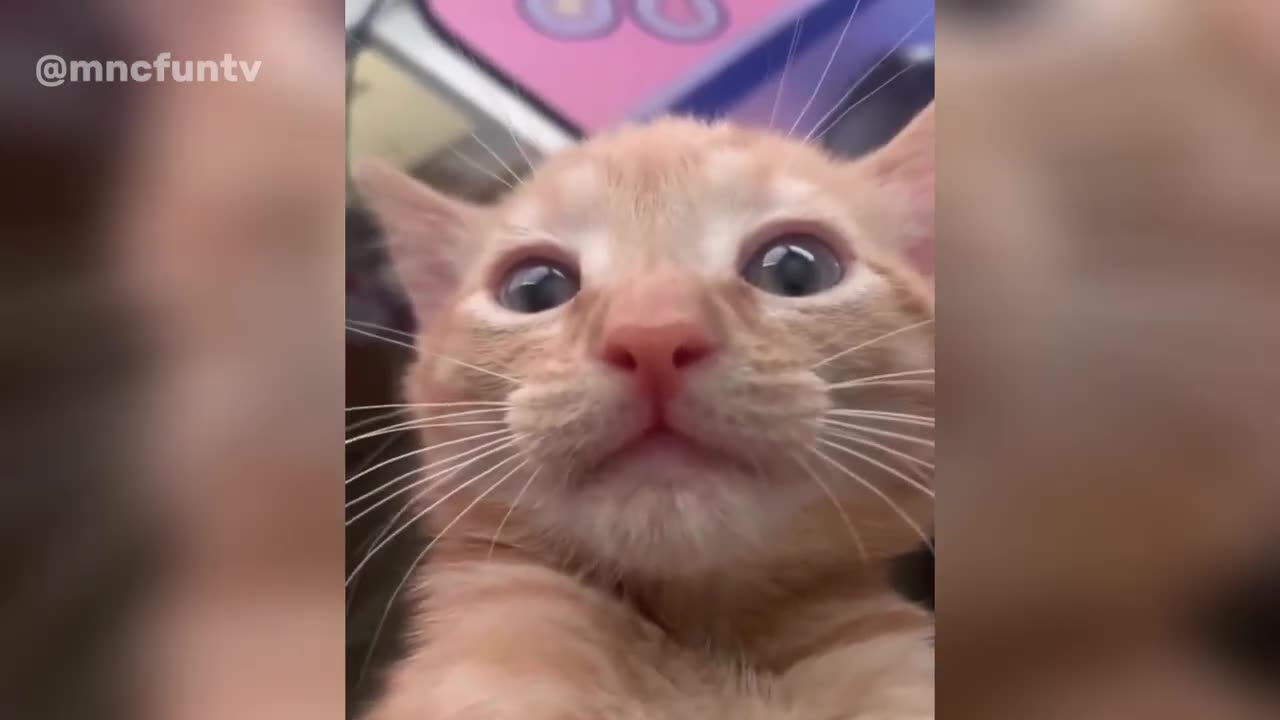 Funny animal videos