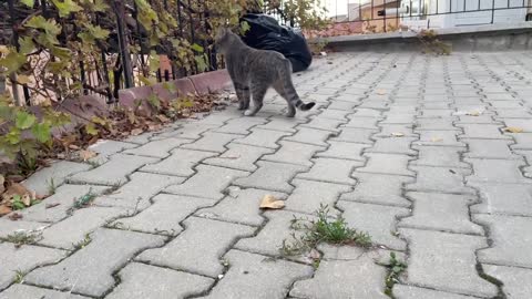 Funny cute grey cat lives on the street with her friends