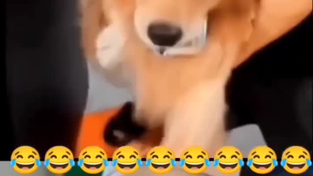 Dog drinking wine