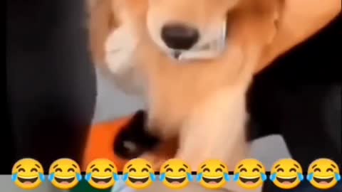 Dog drinking wine