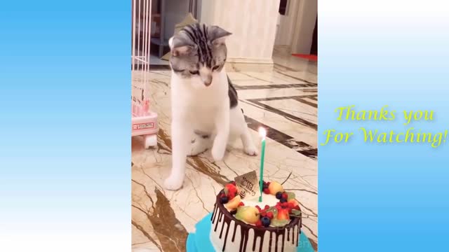 Funny And Cute Cat's Life Cats And Owners Are The Best Friends Videos