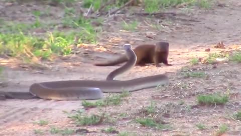 SNAKE AND brave MONGOOSE real fight.