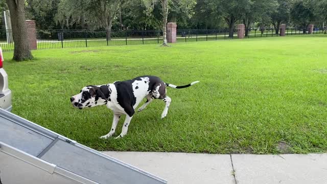 Mikey the Great Dane aka The Kentucky Kangaroo Slo Mo SUV Hop