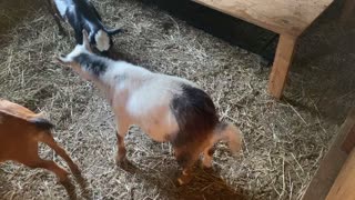 Little Goats Fighting 07.2021