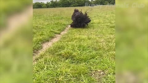 Funniest Animals Videos😂 - Best Cats😹 and Dogs🐶 Videos 2022!