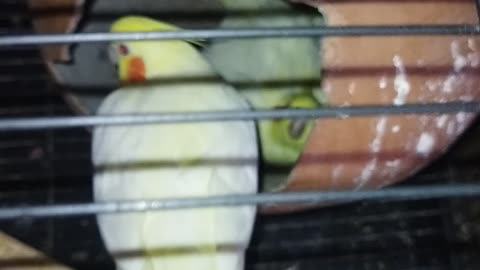 Hatching eggs