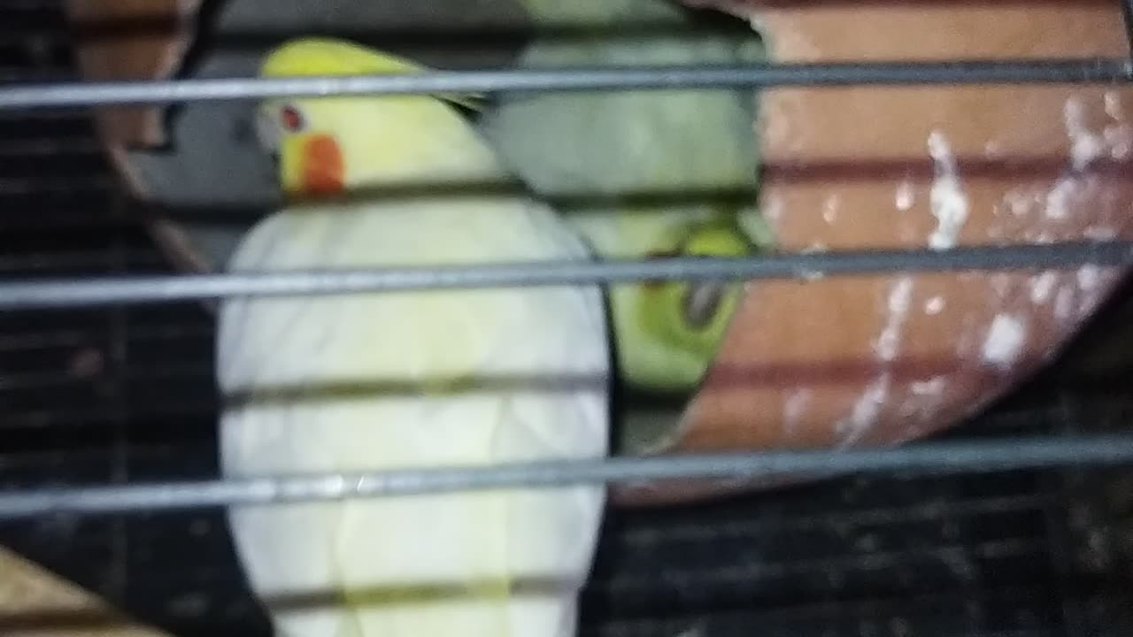 Hatching eggs
