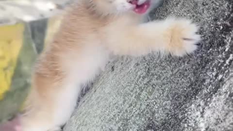 Sweet and Innocent, Kitty's Daily Delights