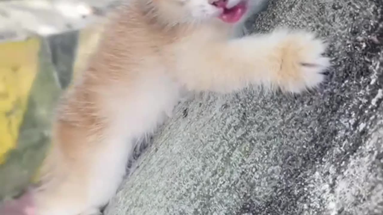 Sweet and Innocent, Kitty's Daily Delights