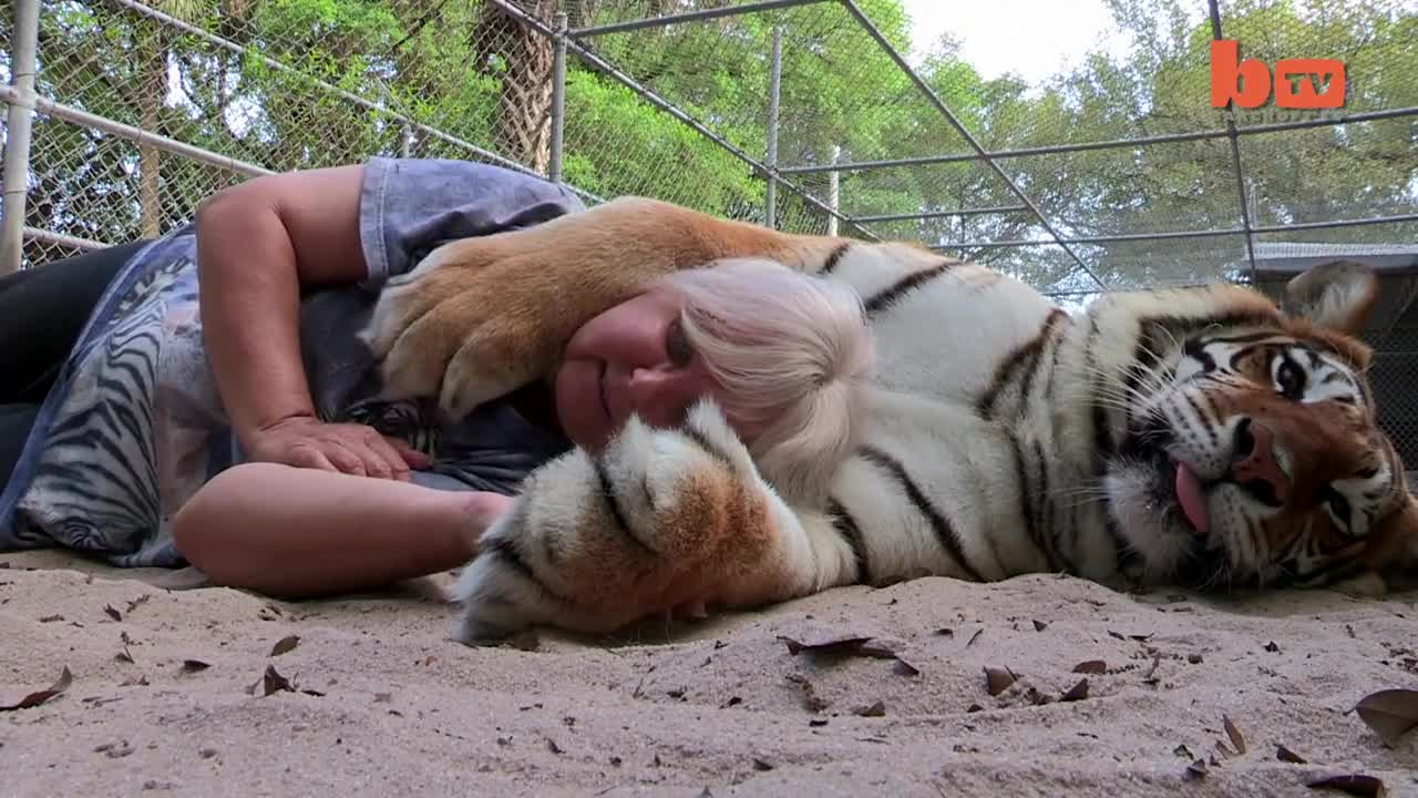 Florida Woman Keeps Bengal Tigers In Her Garden