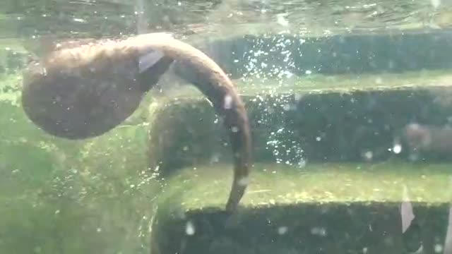 A small otter is playing in the water.