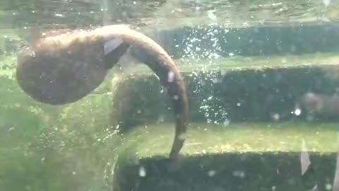 A small otter is playing in the water.