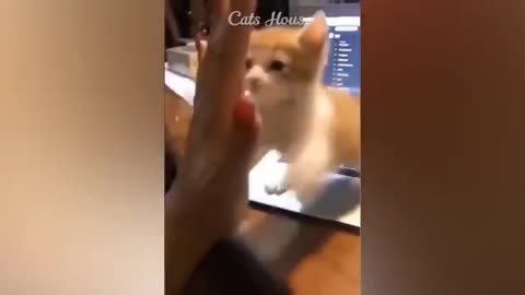 Hi Funny Dog And Cat Video please Like