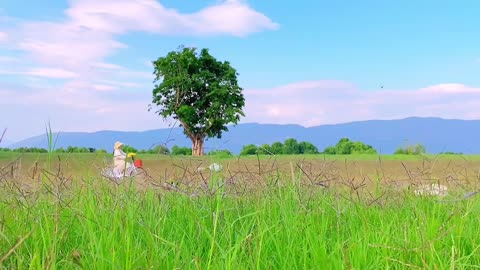 The summer wind