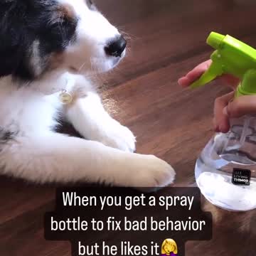 your spray is not powerful HUMAN its a Amusing Get Dog Training