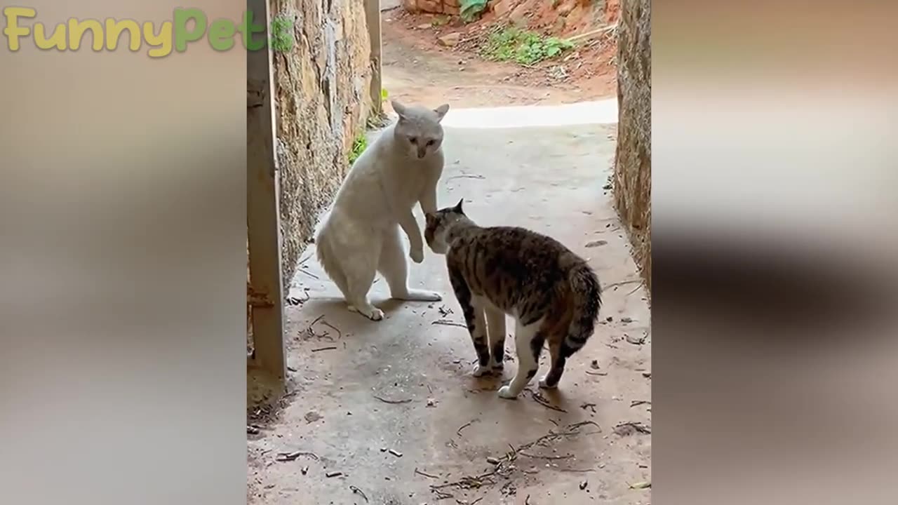 best funniest animal videos 2023 😂 funny cats and dogs 😹🐶