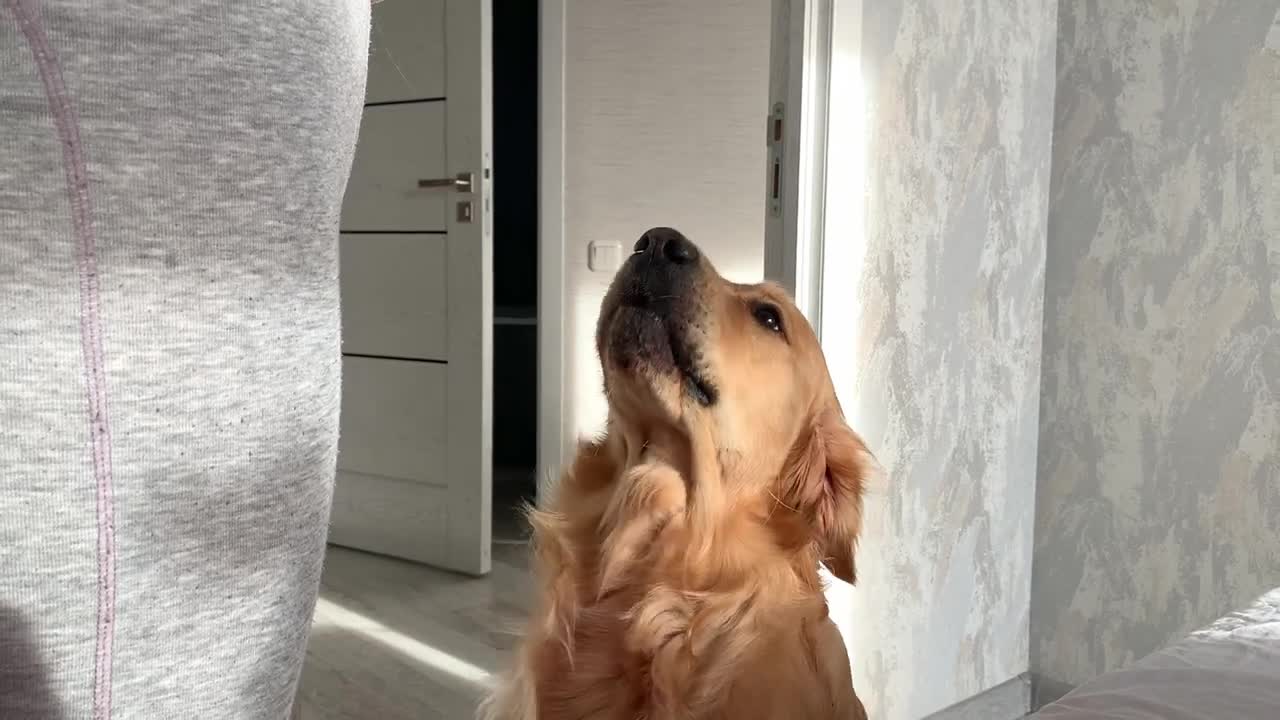 My Dog Makes The Cutest Noises To Wake Me Up