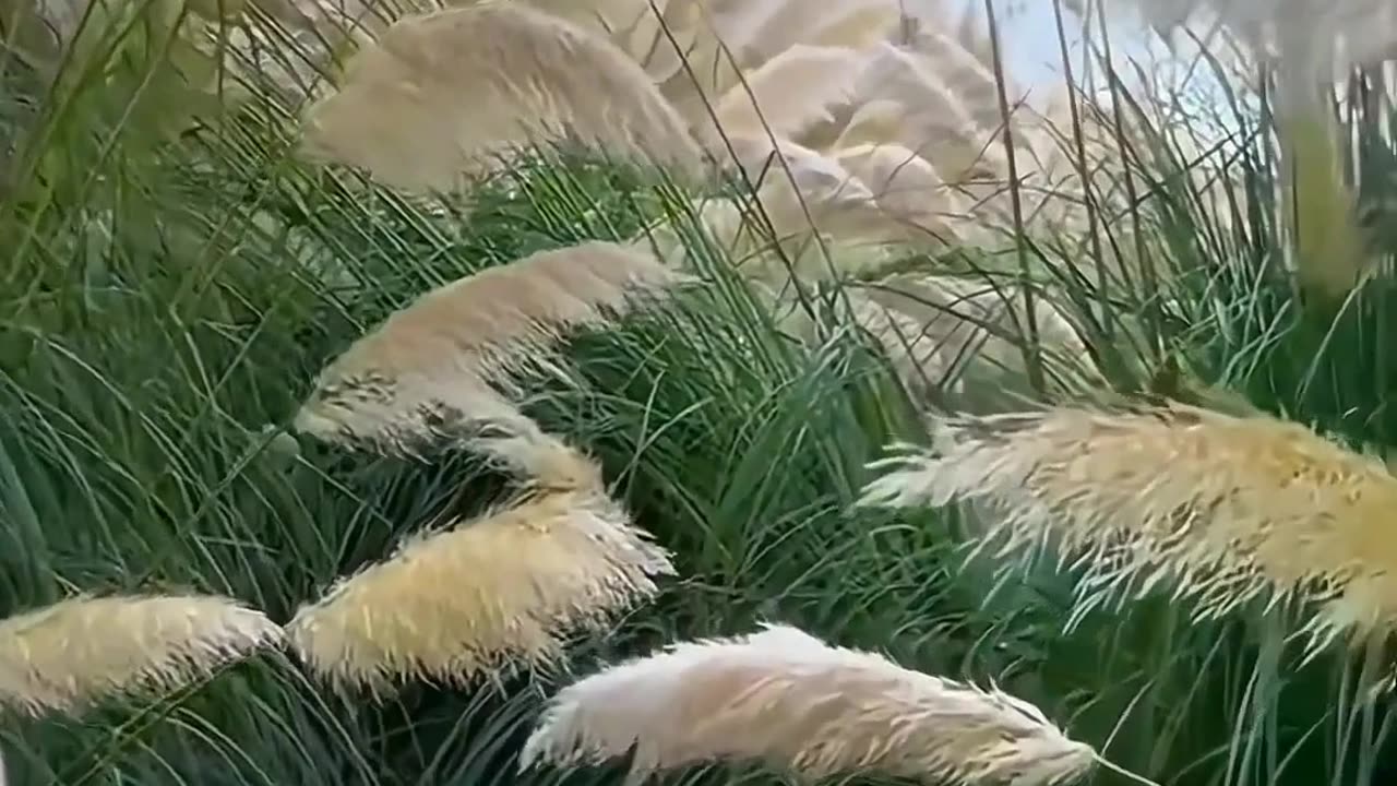 কাশফুল ঘাশফুল