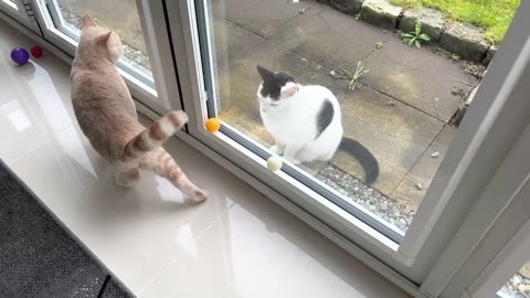 Neighbor cat entertain my cat