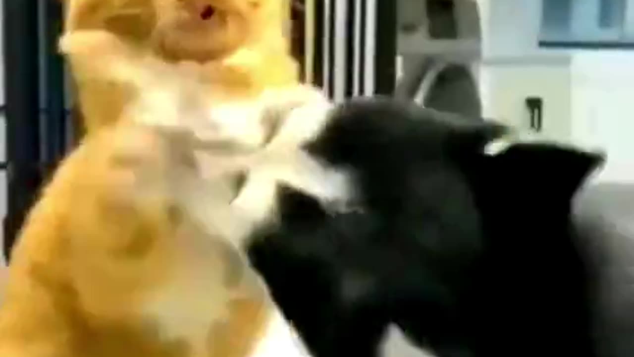 Cat and dog fight.